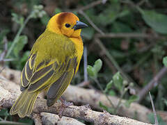 Taveta Weaver