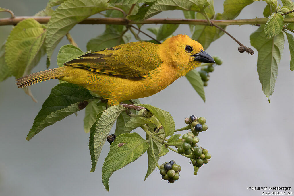 Taveta Weaver male adult