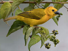 Taveta Weaver