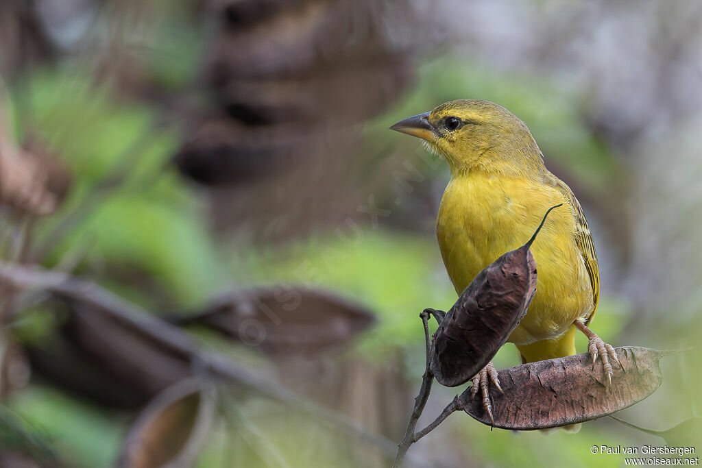 Taveta Weaver female adult