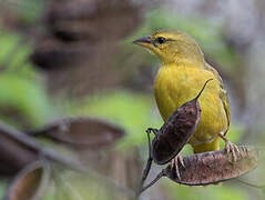 Taveta Weaver