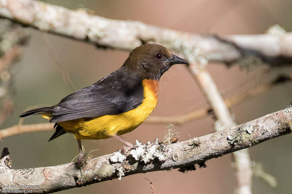 Usambara Weaver male adult, identification