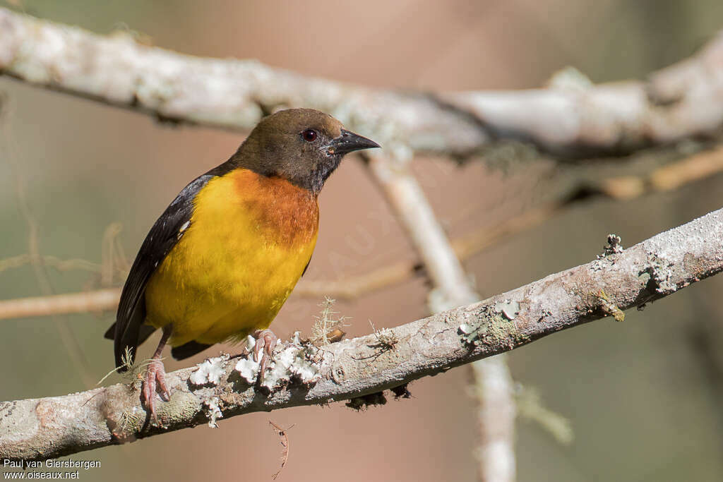 Usambara Weaveradult, close-up portrait