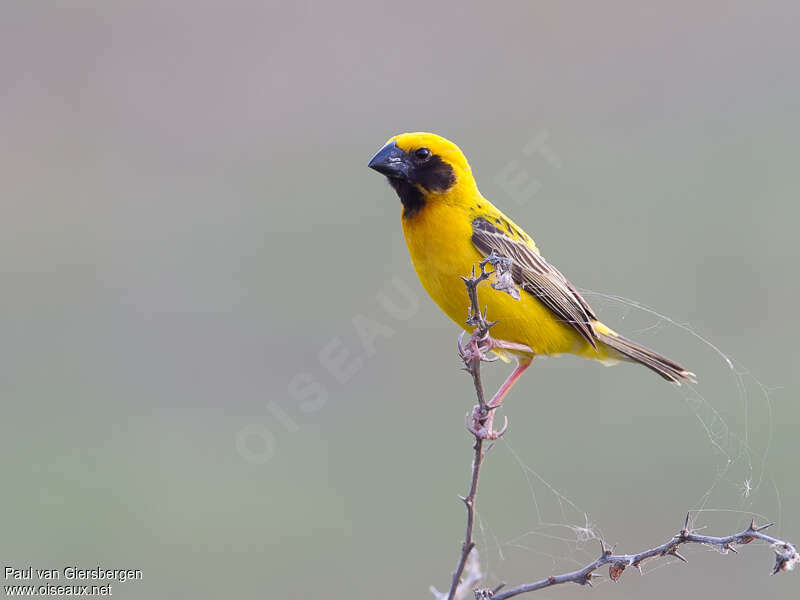 Asian Golden Weaver male adult breeding, identification