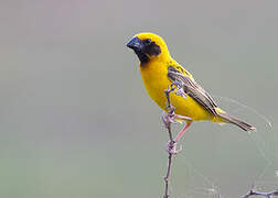 Asian Golden Weaver