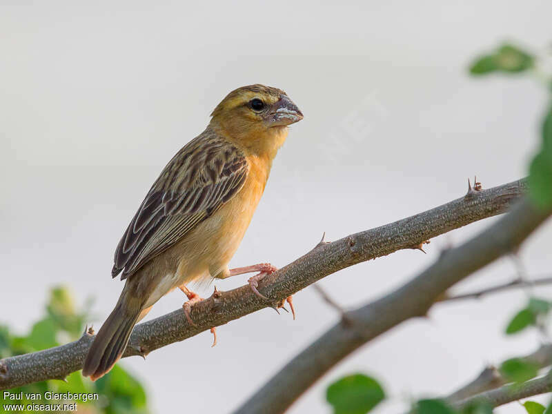 Tisserin doré femelle adulte, identification