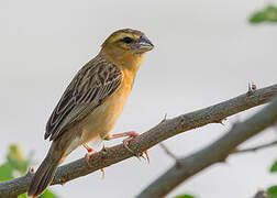 Asian Golden Weaver