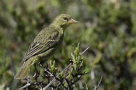 Cape Weaver