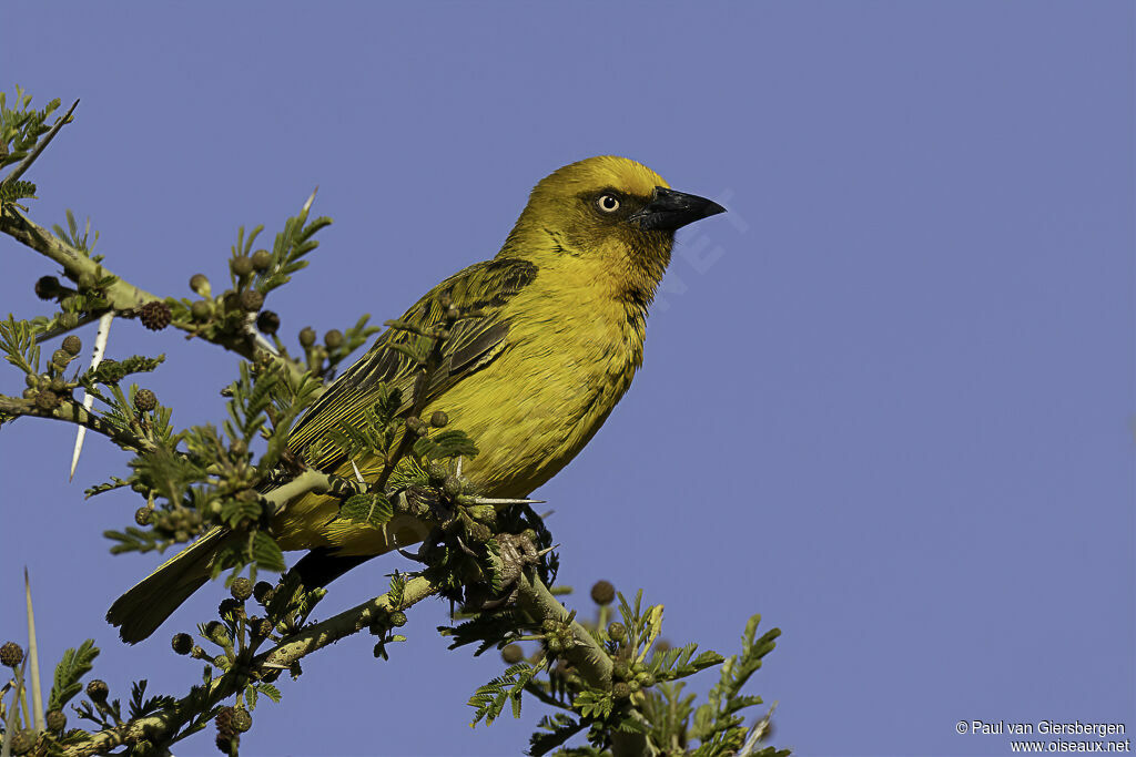 Cape Weaver male adult