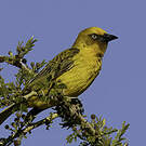 Tisserin du Cap