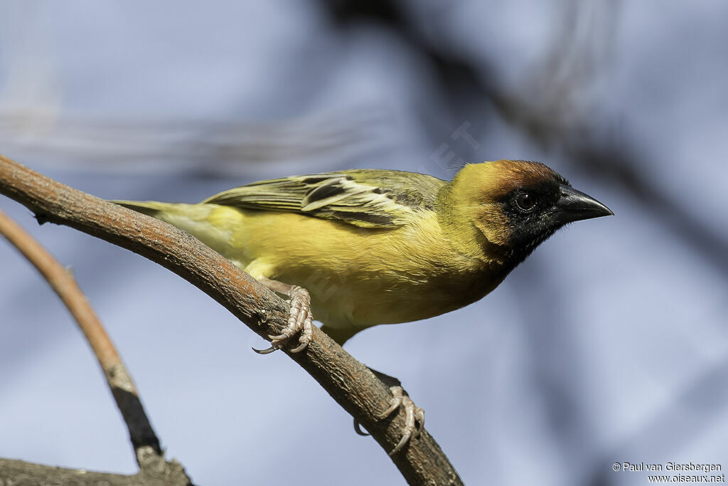 Tisserin du Nil mâle adulte