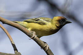 Northern Masked Weaver