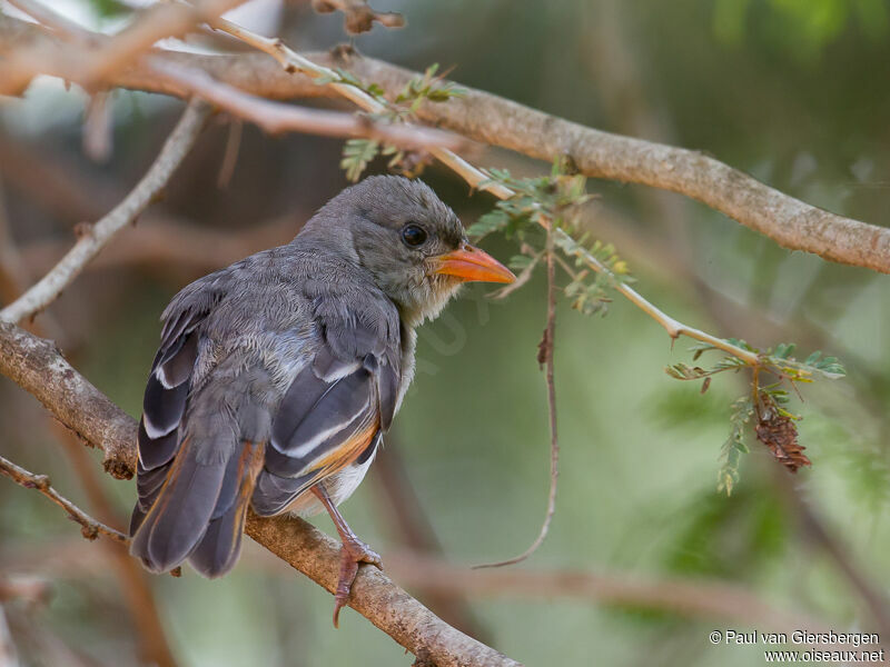 Red-headed Weaver female adult