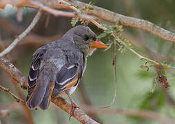 Red-headed Weaver