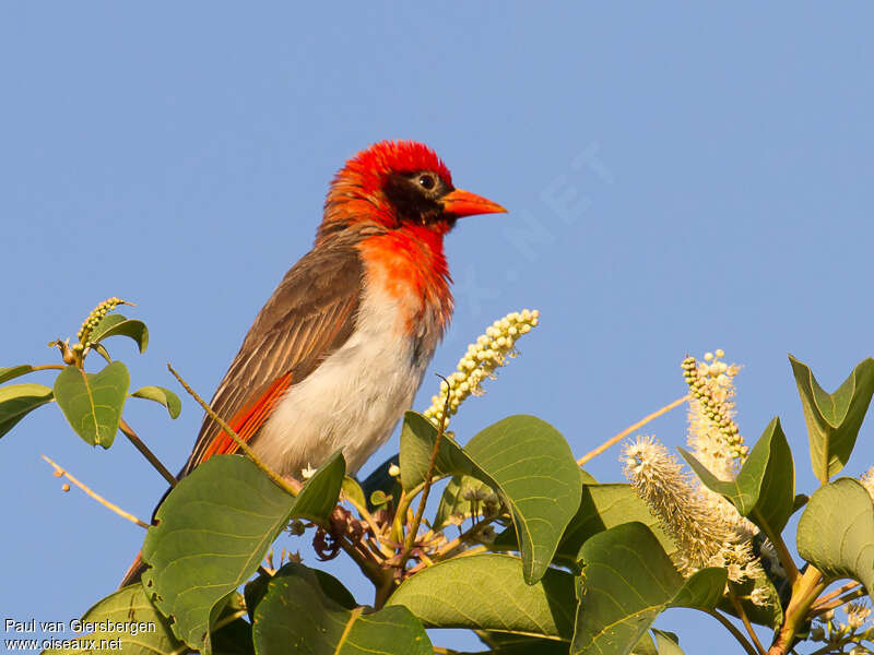 Red-headed Weaver male adult breeding, close-up portrait