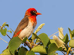 Red-headed Weaver