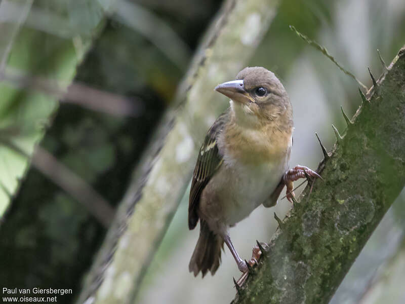 Tisserin géant femelle immature, identification