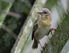 Giant Weaver