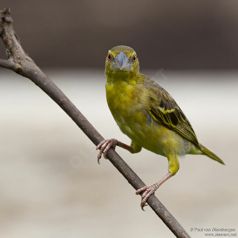 Village Weaver