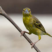 Village Weaver