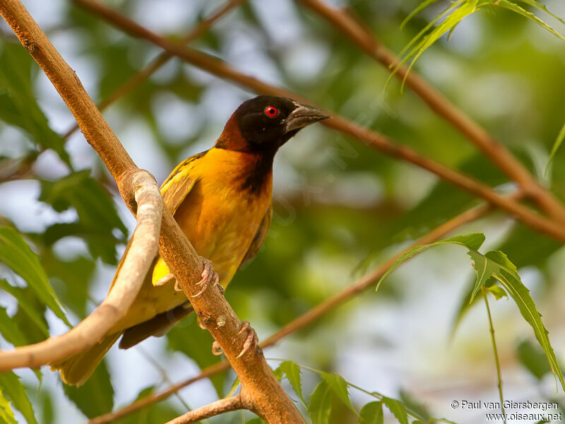 Village Weaver