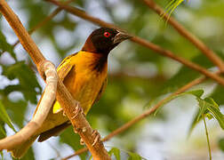 Village Weaver