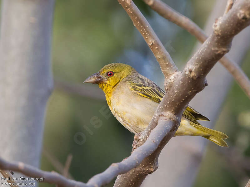 Village Weaver female adult, identification