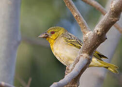 Village Weaver