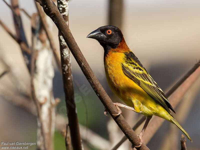 Village Weaver male adult breeding, identification