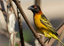 Village Weaver