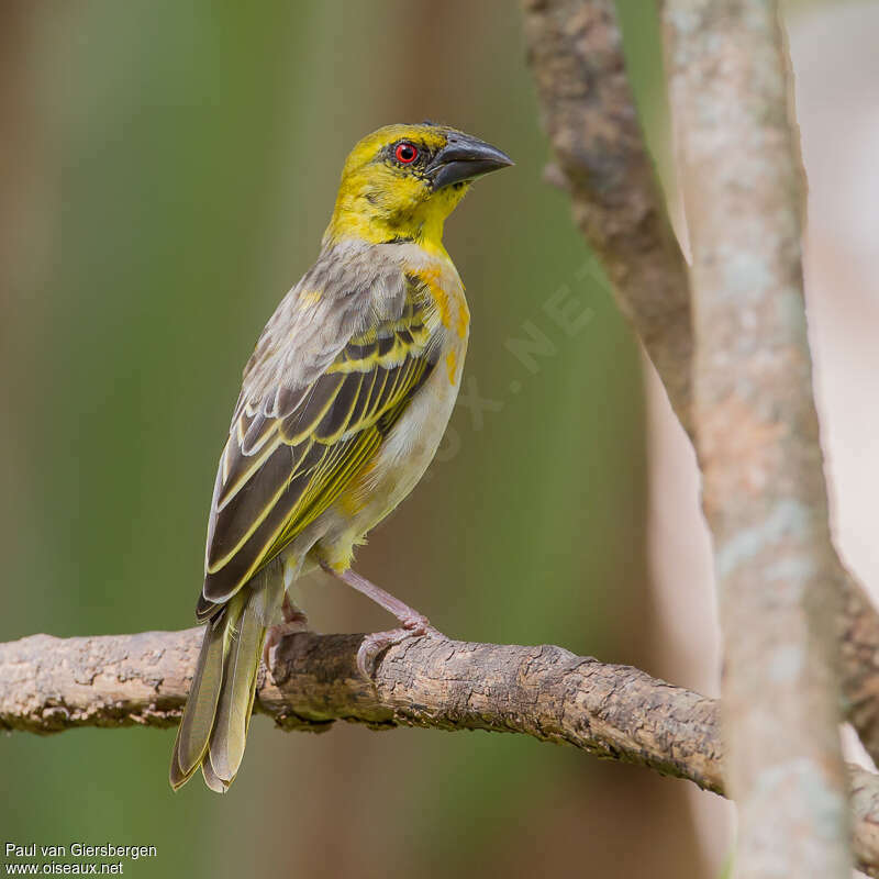 Village Weaver female adult breeding, identification