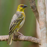 Village Weaver