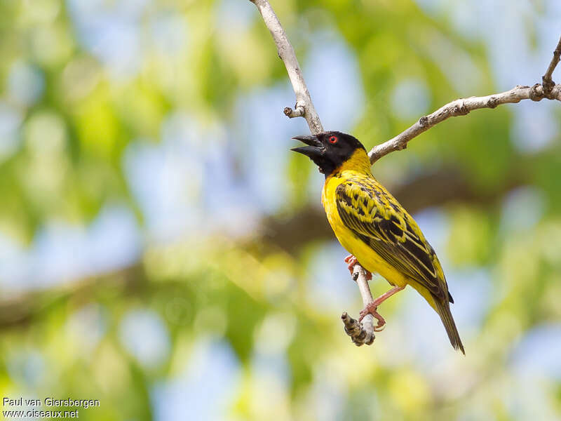 Village Weaver, identification