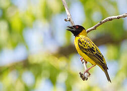 Village Weaver