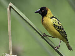 Village Weaver