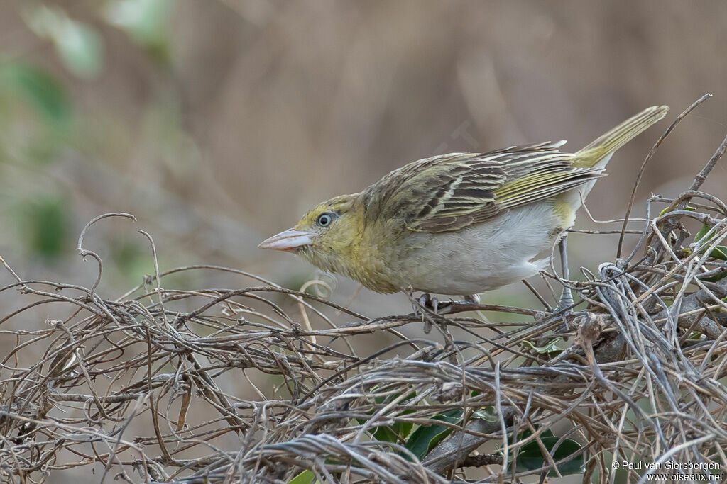 Lesser Masked Weaverimmature