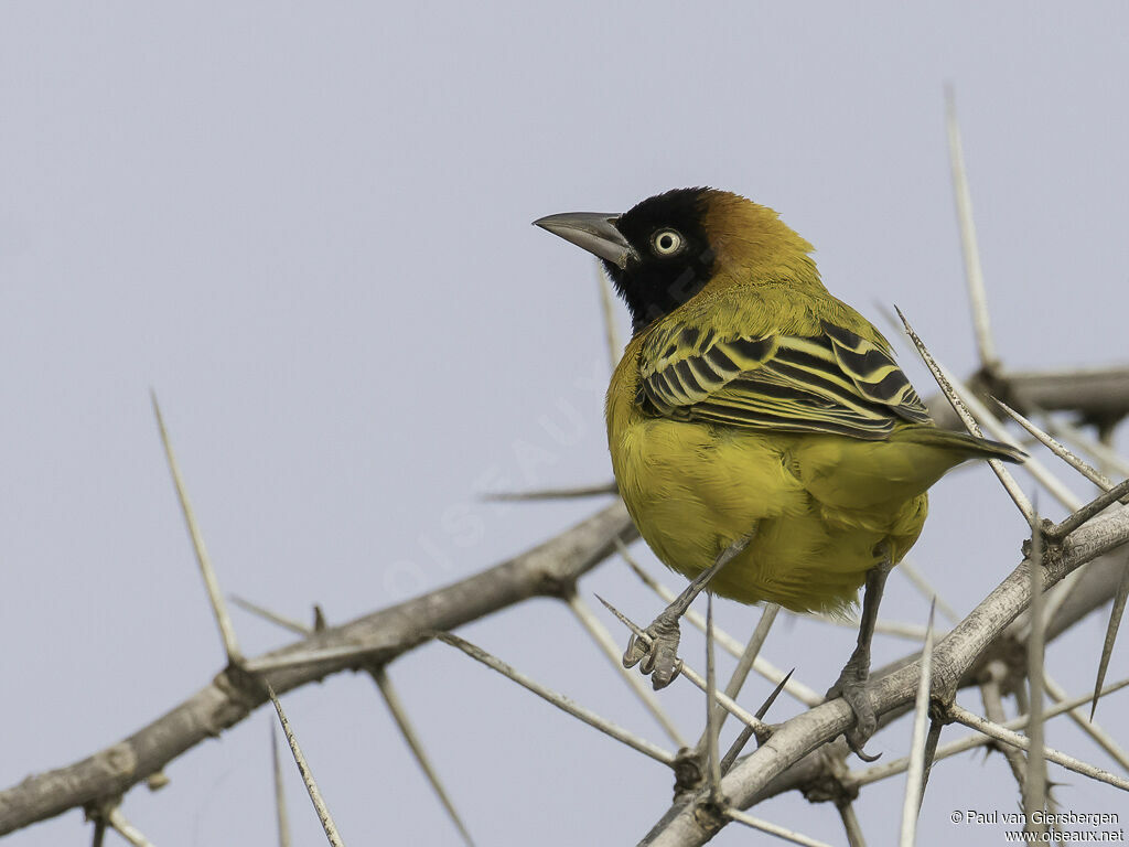 Lesser Masked Weaver male adult