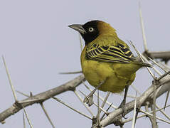 Lesser Masked Weaver