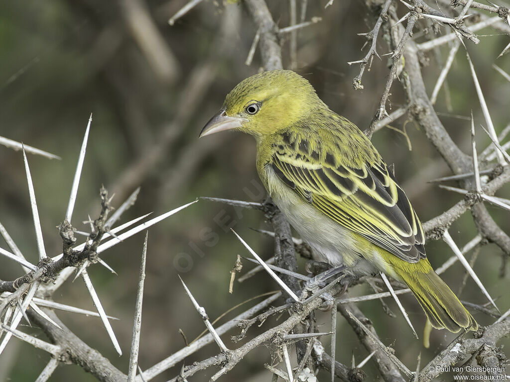 Tisserin intermédiaire femelle adulte