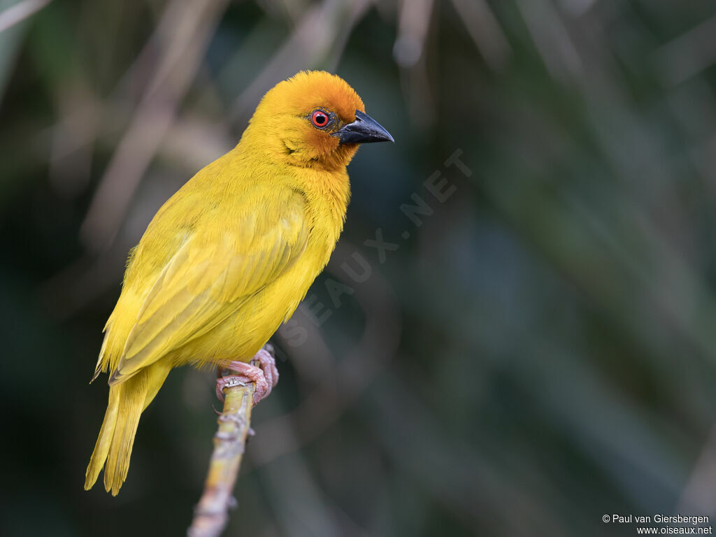 Tisserin jaune mâle adulte