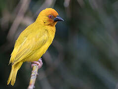 Eastern Golden Weaver