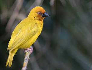 Tisserin jaune