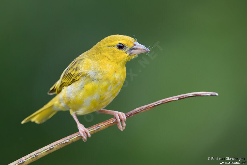 Eastern Golden Weaver female adult