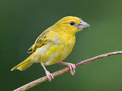 Eastern Golden Weaver