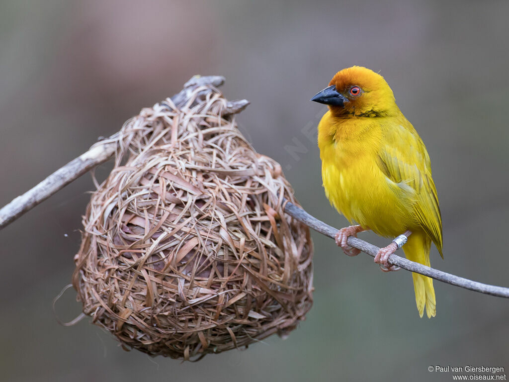 Eastern Golden Weaver male adult