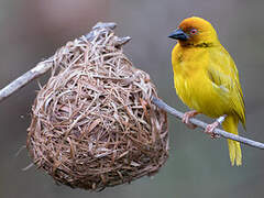 Eastern Golden Weaver