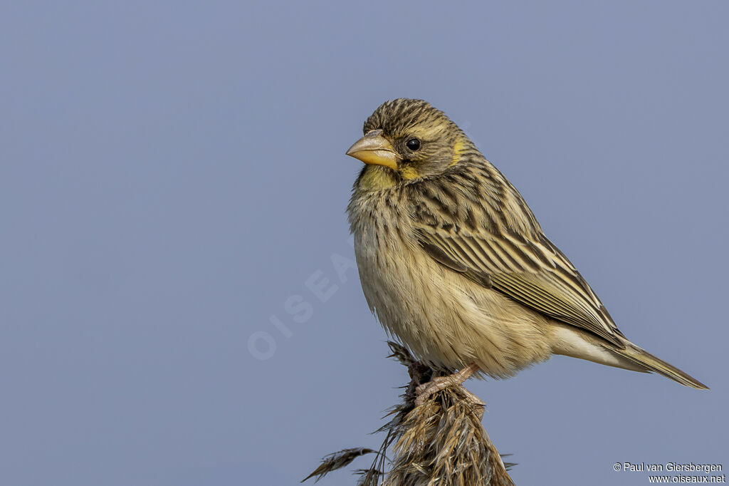 Streaked Weaver