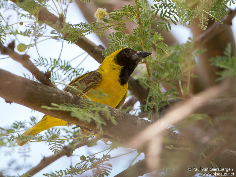 Little Weaver