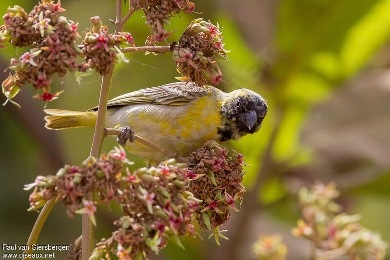 Little Weaver male adult transition, identification