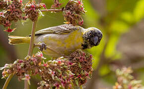 Little Weaver